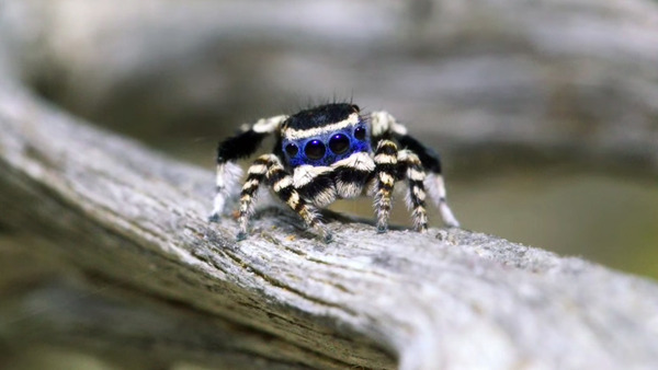 Cute spider shows off sexy dance moves