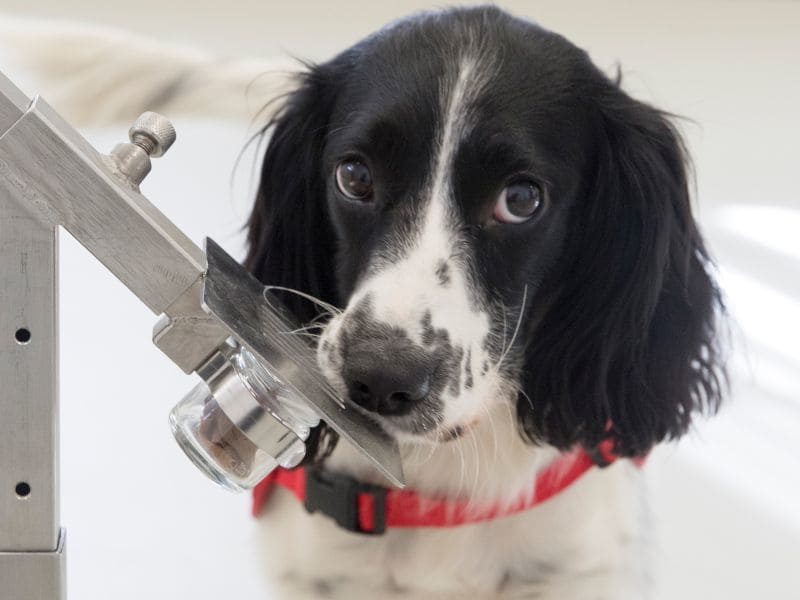 Malaria-sniffing pooches might help save lives