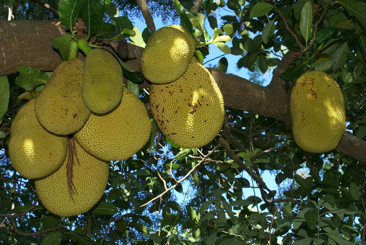 La Jaca, la fruta milagrosa que cura el cáncer