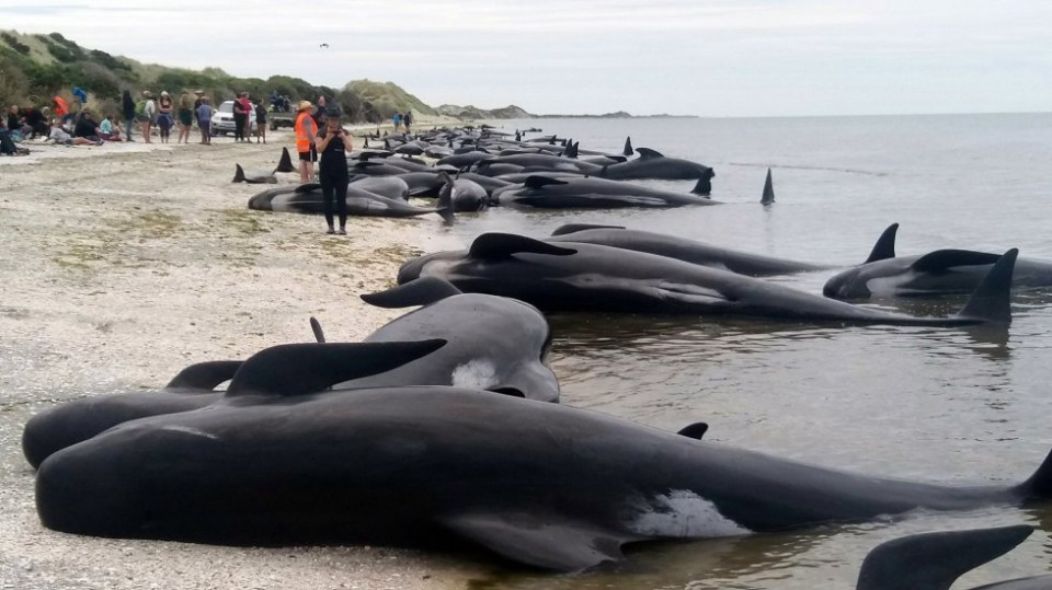 ¡Lamentable! Más de 300 ballenas aparecen muertas en una playa de Nueva Zelanda