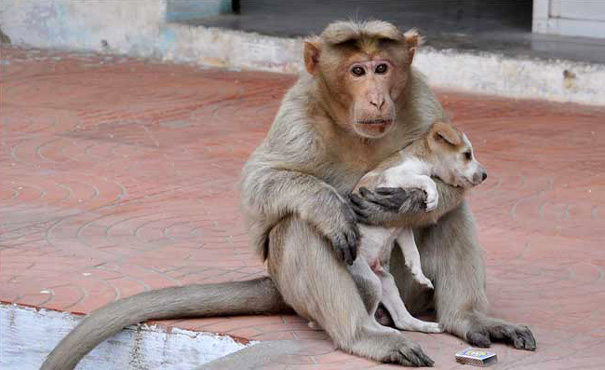 Monkey Adopts A Puppy, Defends It From Stray Dogs, And Lets It Eat First