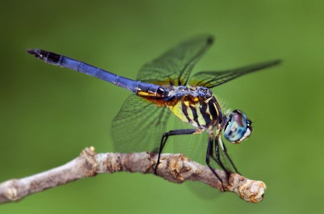 Comprobado: Los insectos también tienen sentimientos