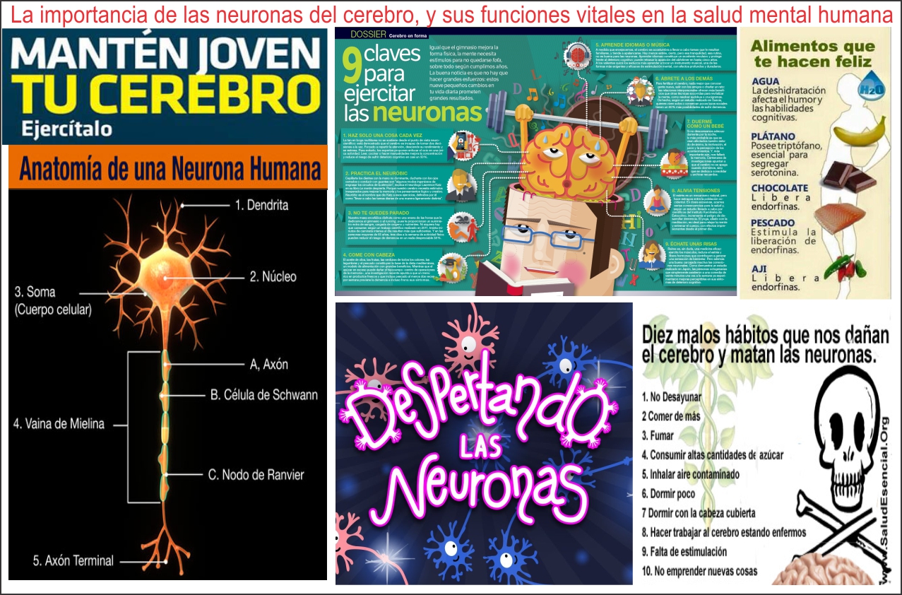 La importancia de las neuronas del cerebro y la salud mental de los humanos