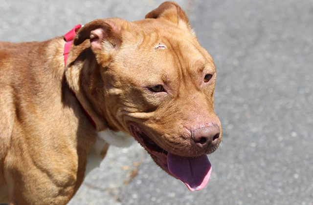 Survivor dog teaches us how to make friends