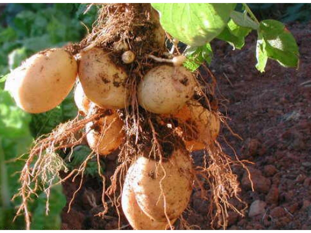 Le sacaron una papa germinada que tenía en la vagina