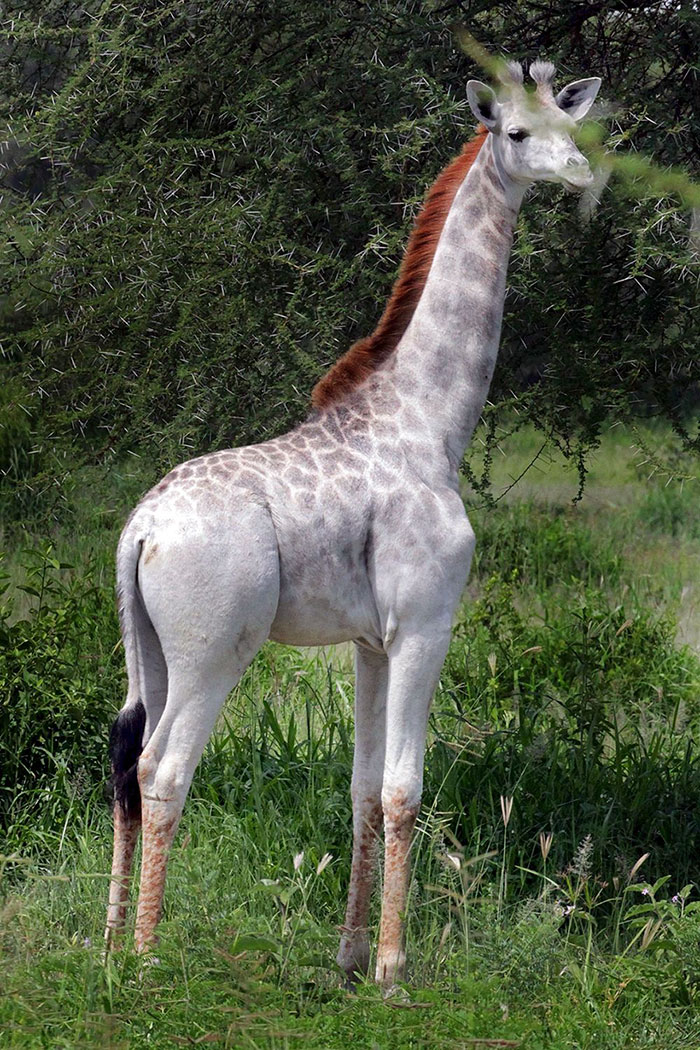 Rare White Giraffe Spotted In Tanzania