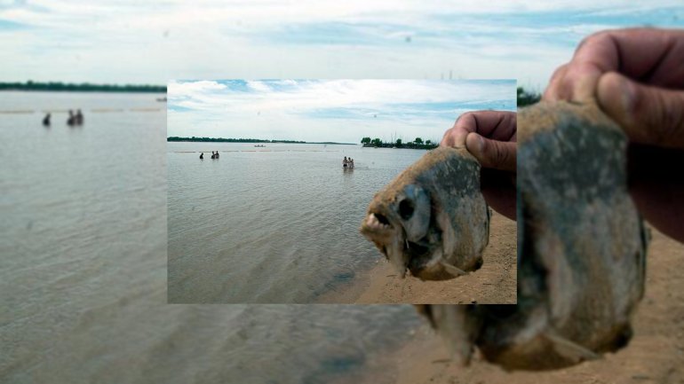 Argentina: invasión de pirañas dejó 60 heridos y una niña amputada