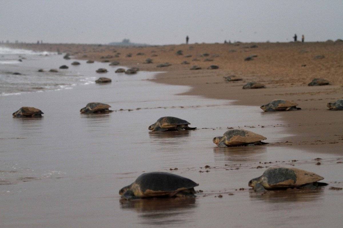 En la India limpian por completo una playa y las tortugas marinas regresan tras 20 años