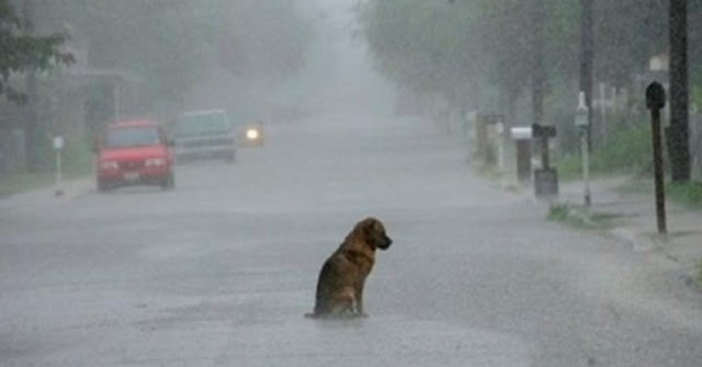 España multará con 30.000     a las personas que abandonen a un perro