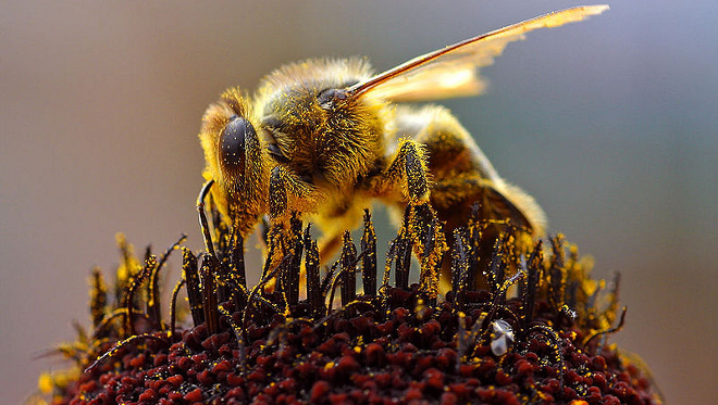 Abejas y su desaparición 