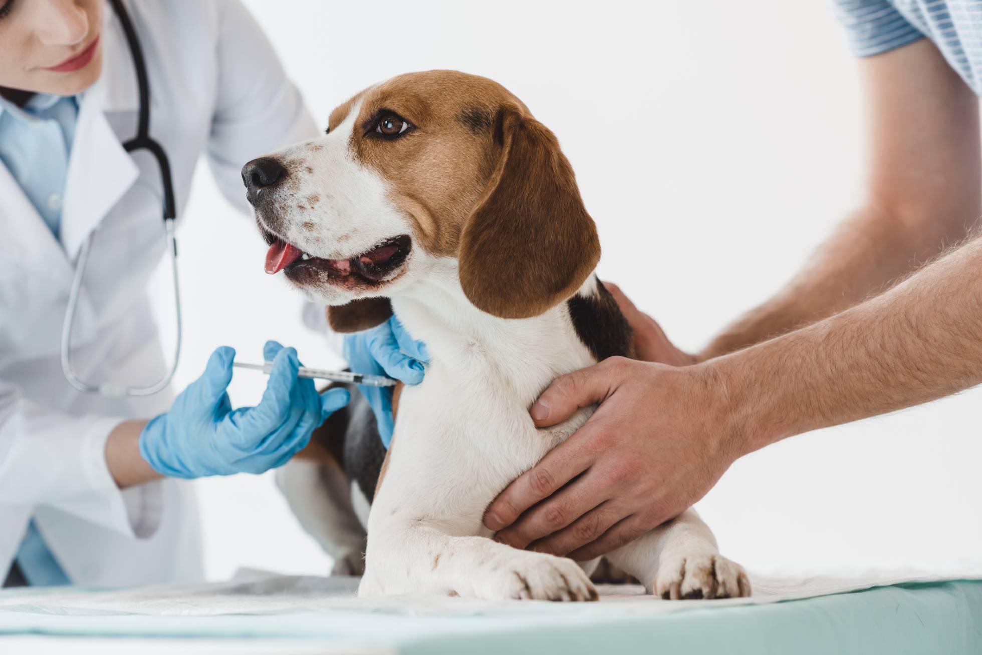 El nuevo peligro del movimiento antivacunas son las mascotas