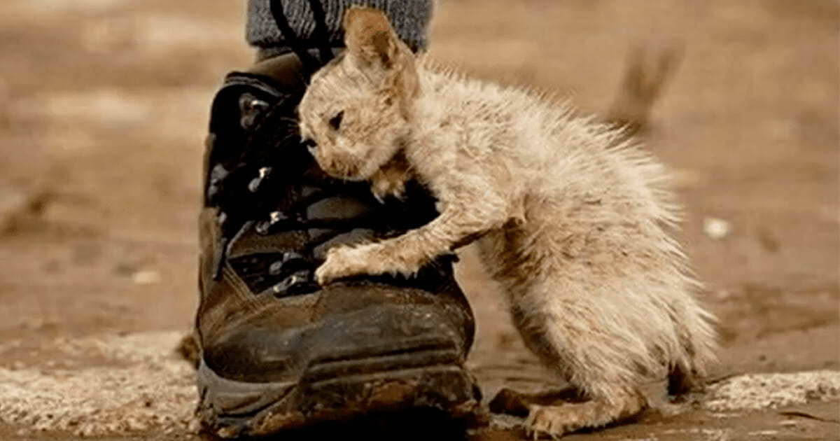 People were told to ignore the 'ugly' lonely cat, see what happens when a man defies everyone