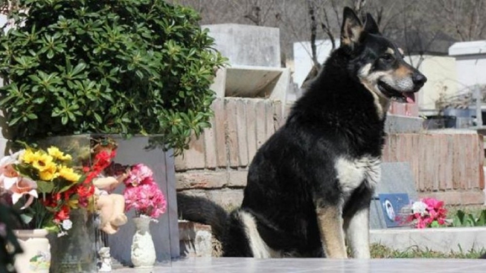 Murió Capitán, el perro más fiel del mundo