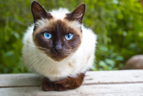 Are solitary cats happy?