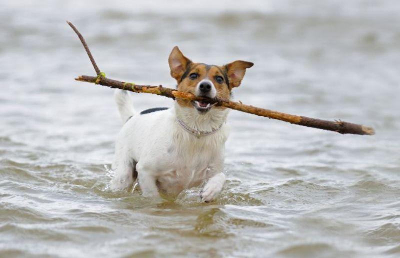 El inocente juego que puede matar a tu perro