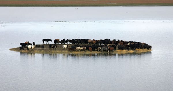 100 Horses Stuck On Island Are Rescued By All-Female Team Of Heroes