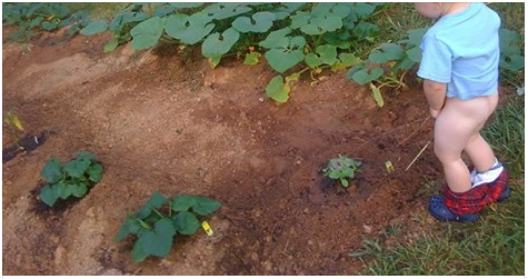 La orina es buena para las plantas de tomates, solo no dejes que los vecinos te vean