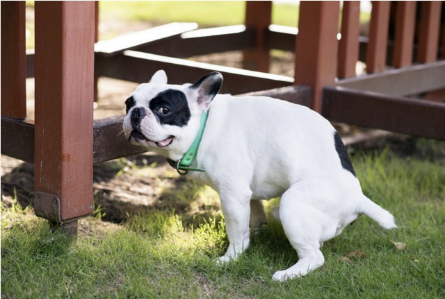 What's the normal number of times to poop in a day?