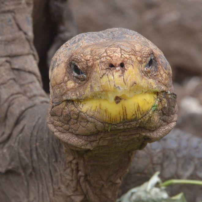 Diego, la tortuga que salvó a su especie