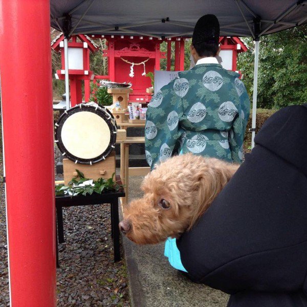 Japanese pet spa offers to exorcise your possessed dog