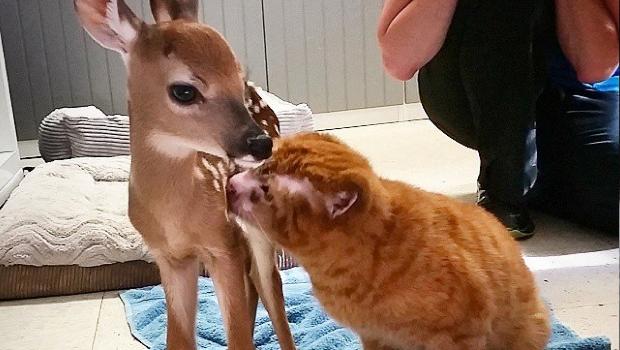 Conoce a éste adorable gato 'terapeuta' que ayuda a otros animales a recuperarse