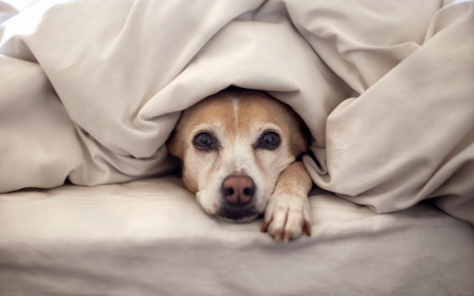 Confirmado: Los perros entienden cuando les hablamos