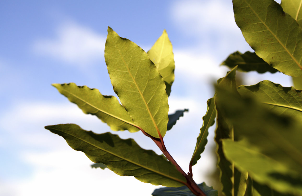 Con sólo esta planta eliminarás el estrés de tu vida