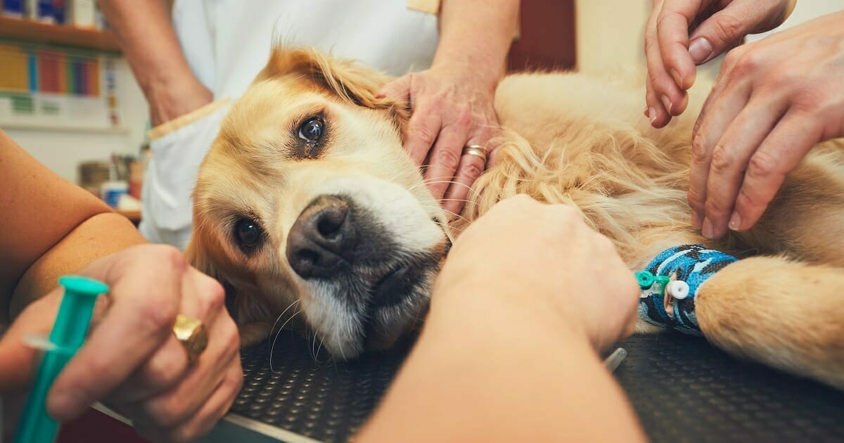 Veterinario hace saltar las alarmas: Los animales mueren asustados y solos, y es culpa de los dueños