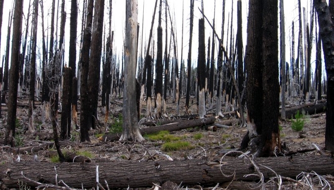 Donde hubo fuego arañas llegan