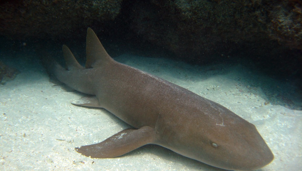 En medio de sus vacaciones niño que nadaba con tiburones, fue arrastrado por uno de ellos 