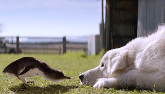 The dogs that protect little penguins