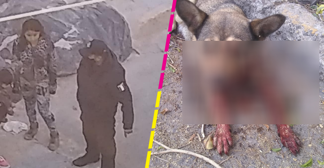 Buscan a policía del Edomex que le habría disparado a una perrita por ladrarle