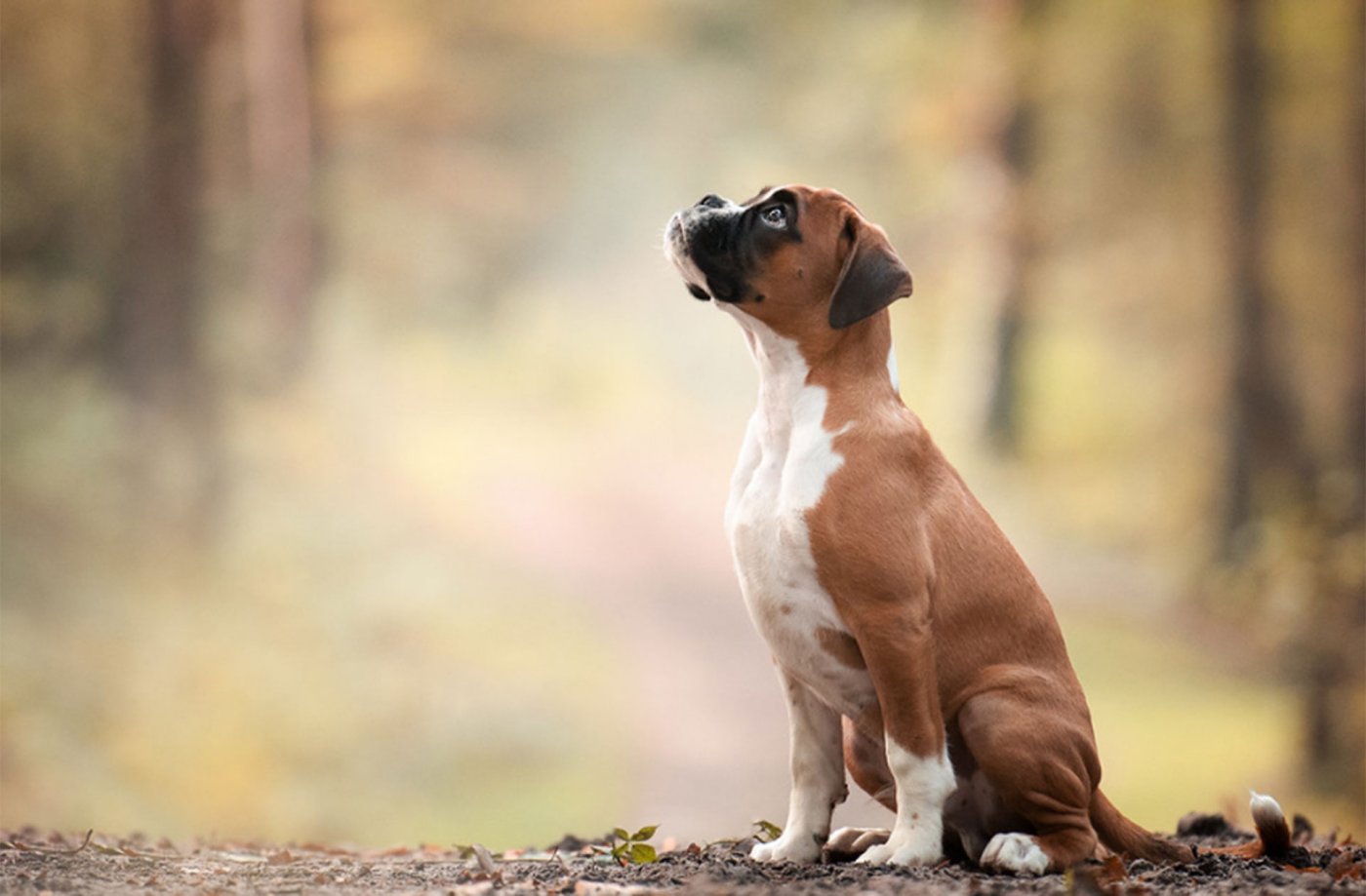 En esta ciudad de Argentina multarán a quienes no levanten el excremento de sus perros en la calle