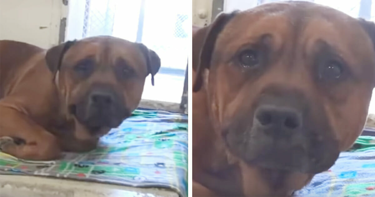 Perrita con el corazón roto sorprendida en vídeo llorando después de haber sido abandonada 