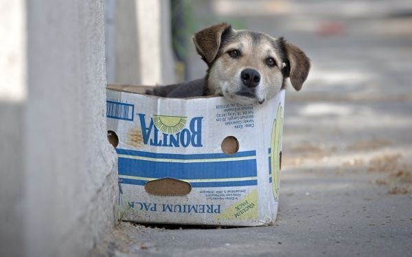 En Argentina rebajarán impuestos a quienes adopten perros callejeros