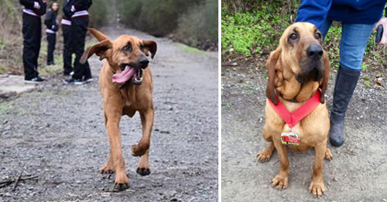 Dog Goes Out To Pee, Accidentally Runs Half Marathon, Finishes 7th