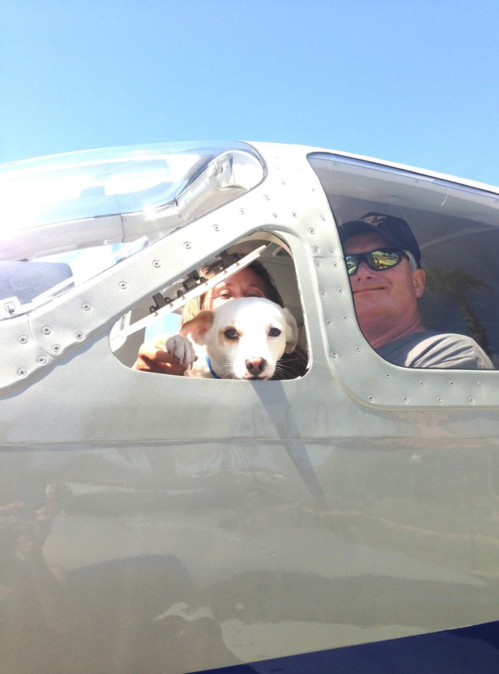 Volunteer Pilots Fly Shelter Dogs To New Homes To Save Them From Euthanasia