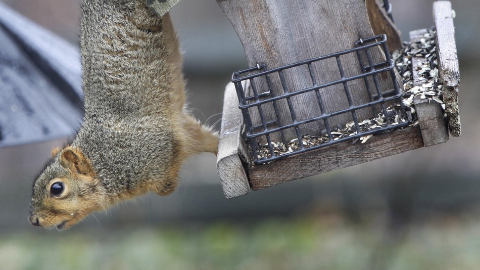 "Drunk" squirrel causes mayhem at private members club