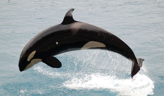 ¿Por qué las ballenas tienen la menopausia? 