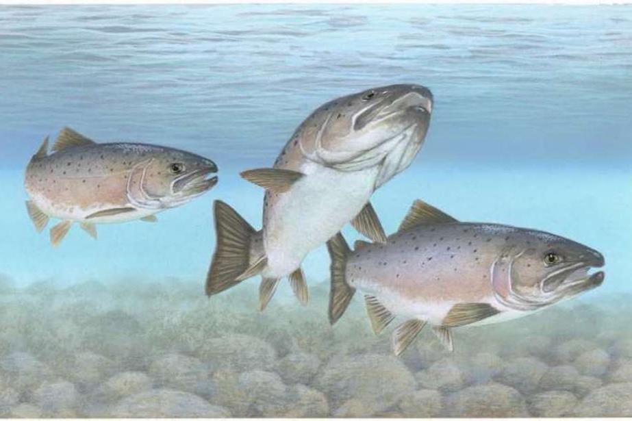 Atlantic salmon use magnetic fields to navigate, even when landlocked