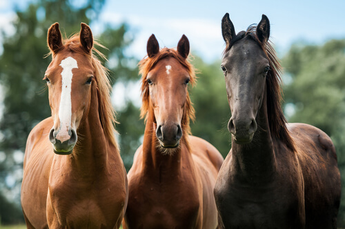 Horses can communicate with us