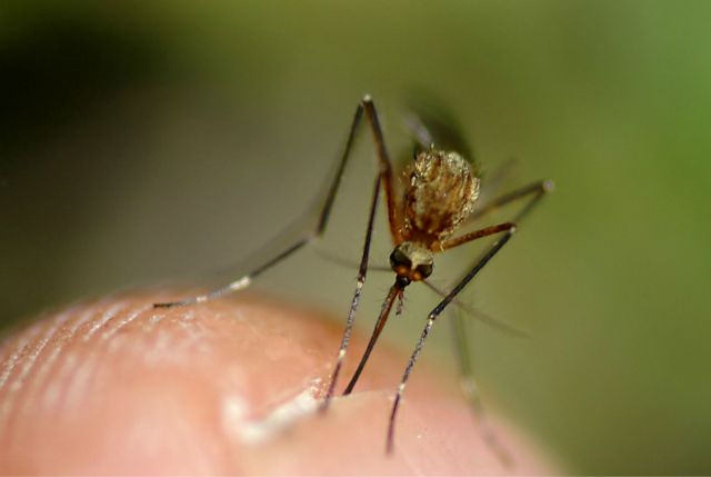 ¡Confirmado! Los mosquitos prefieren algunas personas en particular