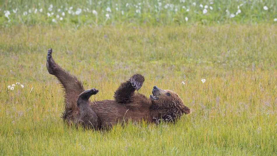 This park closes because people can't stop taking selfies with bears