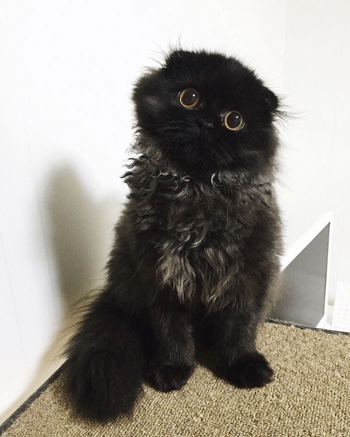 Meet Gimo, The Cat With The Biggest Eyes Ever