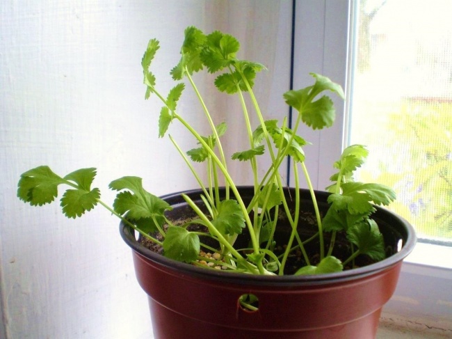 8 hierbas y verduras que puedes comprar una vez y cultivar para siempre