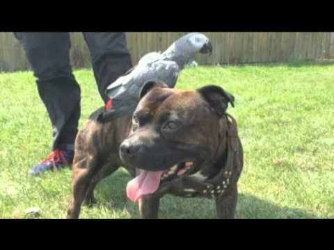 Cracker the parrot rides her doggy friend like he's a miniature horse