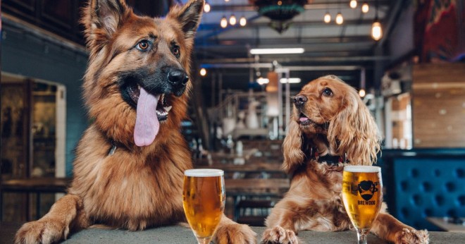 Cervecería escosesa ofrece una semana libre a los empleados que deseen adoptar un perro