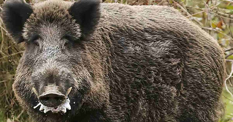 Un perro muere defendiendo a su dueño de cuatro años del ataque de unos jabalíes en Barcelona