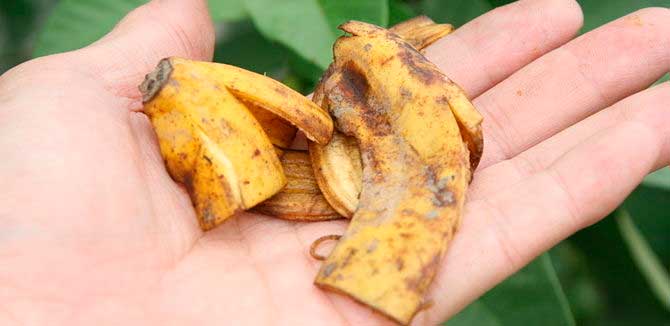 Conoce la razón por la que nunca deberías tirar la cascara de naranja y de plátano