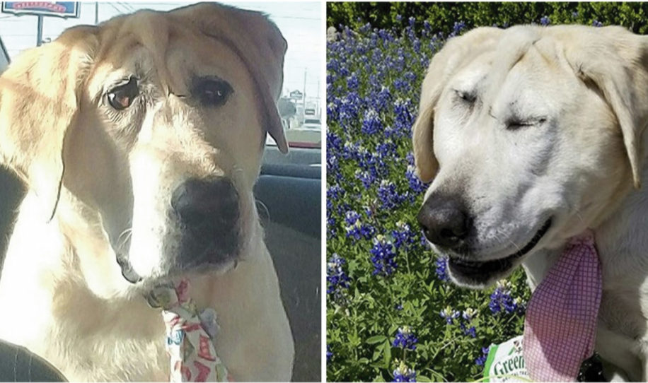 Todos decían que el perro era feo, ahora todos se enternecen con los cambios en su rostro 